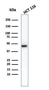 Western Blot analysis of HCT116 cell lysate using Cytokeratin 8 Antibody (KRT8/2174R) - Azide and BSA Free.