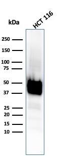Western Blot Analysis of HCT116 cell lysate using Cytokeratin 8 Antibody (KRT8/4067R) - Azide and BSA Free.