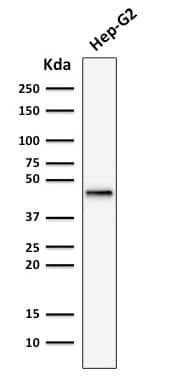 Western Blot Analysis of human Hep-G2 cell lysate using Cytokeratin 19 Antibody (rKRT19/799) - Azide and BSA Free.