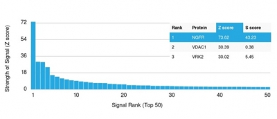 Analysis of Protein Array containing more than 19,000 full-length human proteins using NGFR/TNFRSF16/p75NTR Antibody (NGFR/1997R) - Azide and BSA Free.