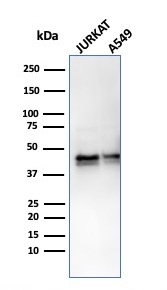 Western Blot Analysis of Jurkat and A549 cell lysates using Serpin A1/alpha 1-Antitrypsin Antibody (AAT/3167R) - Azide and BSA Free.
