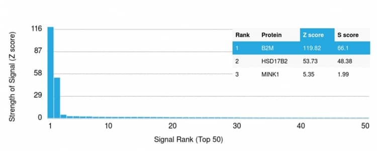 Analysis of Protein Array containing more than 19,000 full-length human proteins using beta 2-Microglobulin Antibody (rB2M/961) - Azide and BSA Free.