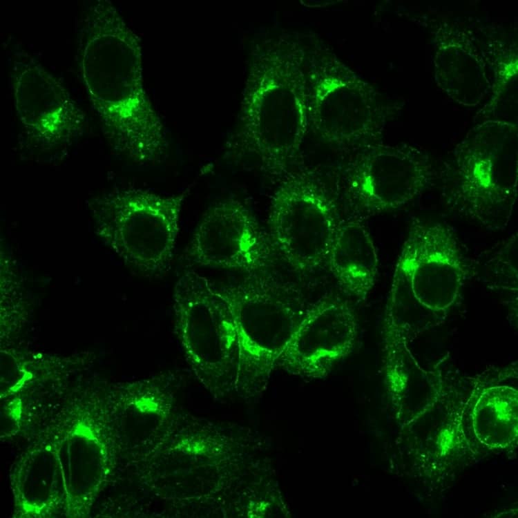 Immunofluorescence Analysis of PFA fixed HeLa cells labeling with beta 2-Microglobulin Antibody (B2M/1857R) - Azide and BSA Free; followed by goat anti-rabbit IgG-CF488 (Green).