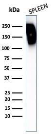 Western Blot Analysis of human spleen tissue lysates using CD45RB Antibody (N/A) - Azide and BSA Free.