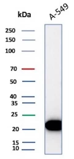 Western Blot Analysis of A-549 lysate using Bax Antibody (rBAX/962) - Azide and BSA Free.