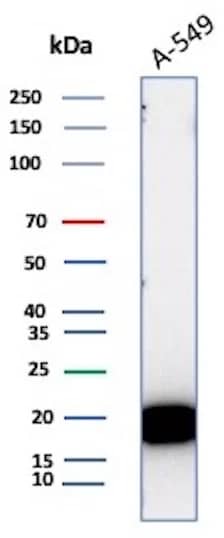 Western Blot Analysis of A-549 cell lysate using Bax Antibody (BAX/3158R) - Azide and BSA Free.