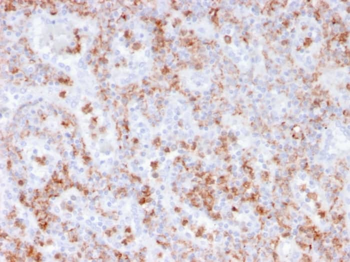 Formalin-fixed, paraffin-embedded human spleen stained with S100A9 Antibody (rMAC3781) - Azide and BSA Free.