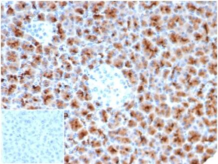 IHC analysis of formalin-fixed, paraffin-embedded human pancreas. Cytoplasmic staining using Fascin Antibody (rFSCN1/6464) - Azide and BSA Free at 2ug/ml in PBS for 30min RT. Inset: PBS instead of primary antibody; secondary only negative control.