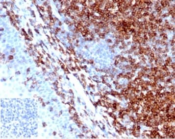 Formalin-fixed, paraffin-embedded human tonsil stained with CD43/Sialophorin Antibody (SPN/6562R) - Azide and BSA Free. Inset: PBS instead of primary antibody, secondary negative control.