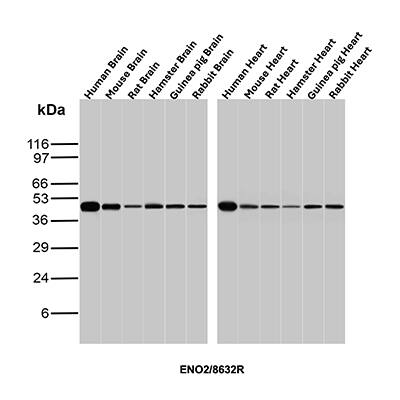 Western Blot Analysis of brain and heart lysates of different species using Enolase 2/Neuron-specific Enolase Antibody (ENO/8632R) - Azide and BSA Free.