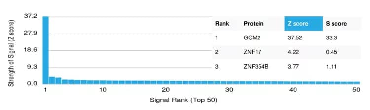 Protein Array GCM2 Antibody (PCRP-GCM2-1B3) - Azide and BSA Free