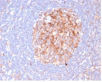 IHC analysis of formalin-fixed, paraffin-embedded human lymph node.  Staining of cell surface using B7-2/CD86 Antibody (C86/6500R) - Azide and BSA Free at 2ug/ml in PBS for 30min RT. HIER: Tris/EDTA, pH9.0, 45min. 2�C: HRP-polymer, 30min. DAB, 5min.