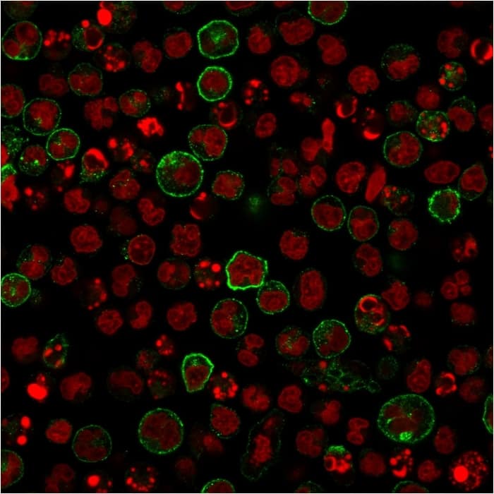 Immunofluorescent Staining of Raji cells using B7-2/CD86 Antibody (C86/2160R) - Azide and BSA Free (C86/2160R) followed by goat anti-rabbit IgG conjugated with CF488 (green). Nuclei are stained with Red Dot.