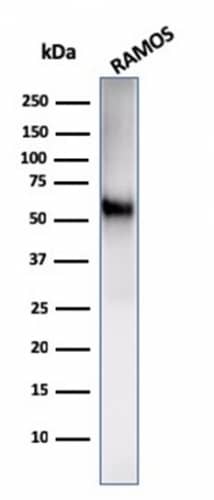 Western Blot Analysis of Ramos cell lysate using B7-2/CD86 Antibody (C86/2160R) - Azide and BSA Free.