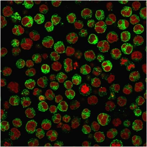 Immunofluorescence Analysis of PFA-fixed Raji cells labeling CD79A Antibody (rIGA/764) - Azide and BSA Free followed by Goat anti-Mouse IgG-CF488 (Green). The nuclear counterstain is Reddot (Red)