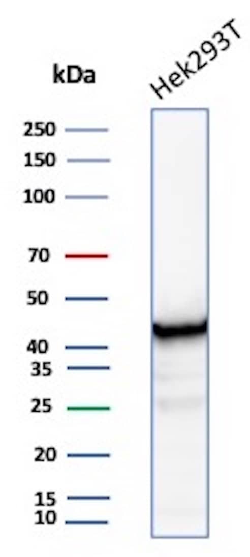 Western Blot Analysis of HEK293 lysate using Creatine Kinase BB Antibody (CKBB/8608R) - Azide and BSA Free.