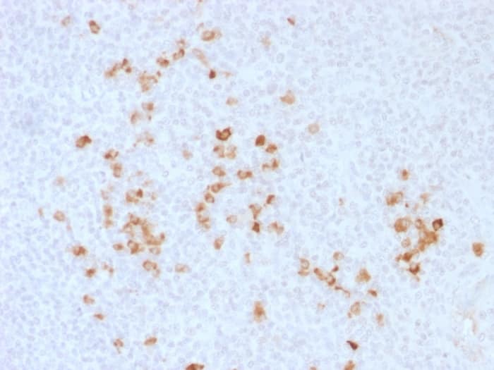 Formalin-fixed, paraffin-embedded human Tonsil stained with IgG Antibody - Azide and BSA Free.