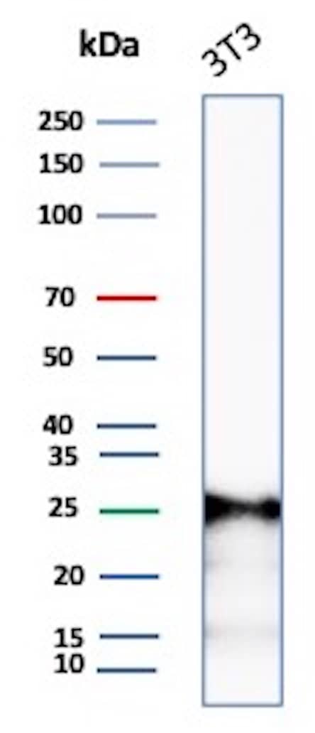 Western blot analysis of 3T3 lysate using p27/Kip1 Antibody (rKIP1/1356) - Azide and BSA Free.
