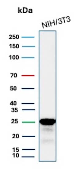 Western Blot Analysis of NIH/3T3 cell lysate using p27/Kip1 Antibody (KIP1/1355R) - Azide and BSA Free.