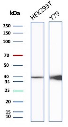 Western Blot Analysis of HEK293T & Y79 cell lysate using Creatine Kinase BB Antibody (rCKBB/8839) - Azide and BSA Free.