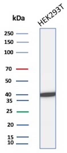 Western Blot Analysis of HEK293T cell lysate using Creatine Kinase BB Antibody (rCKBB/8841) - Azide and BSA Free.