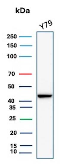 Western blot analysis of Y79 cell lysate using Creatine Kinase BB Antibody (rCKBB/8841) - Azide and BSA Free.