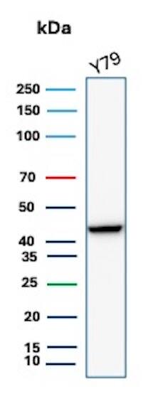 Western blot analysis of Y79 cell lysate using Creatine Kinase BB Antibody (rCKBB/8842) - Azide and BSA Free.