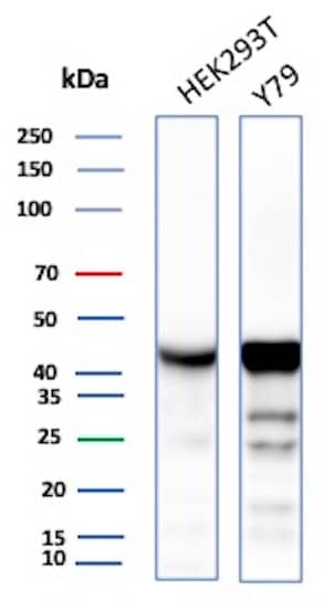 Western Blot Analysis of HEK293T, Y79 cell lysate using Creatine Kinase BB Antibody (rCKBB/8842) - Azide and BSA Free.