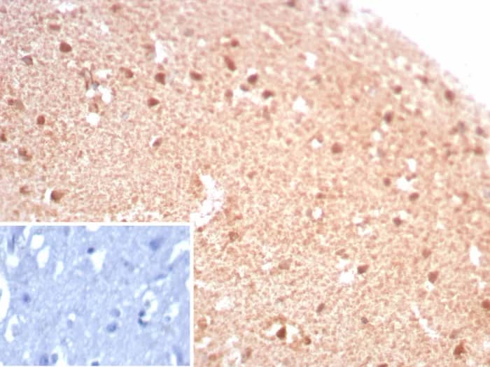 Formalin-fixed, paraffin-embedded human brain stained with Creatine Kinase BB Antibody (rCKBB/8844) - Azide and BSA Free. Inset: PBS instead of primary antibody; secondary only negative control.