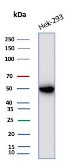 Western Blot Analysis of HEK293 cell lysate using Creatine Kinase BB Antibody (CKBB/8306R) - Azide and BSA Free.