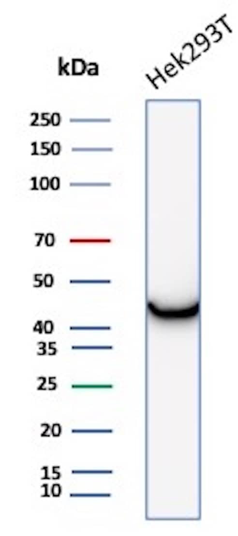 Western Blot Analysis of HEK293 cell lysate using Creatine Kinase BB Antibody (CKBB/8306R) - Azide and BSA Free.