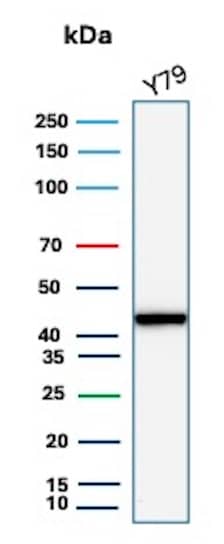 Western blot analysis of Y79 cell lysate using Creatine Kinase BB Antibody (CKBB/8306R) - Azide and BSA Free.
