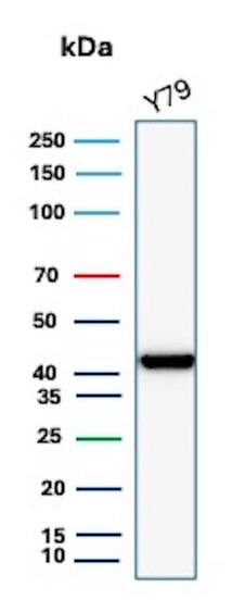 Western blot analysis of Y79 cell lysate using Creatine Kinase BB Antibody (CKBB/8310R) - Azide and BSA Free.