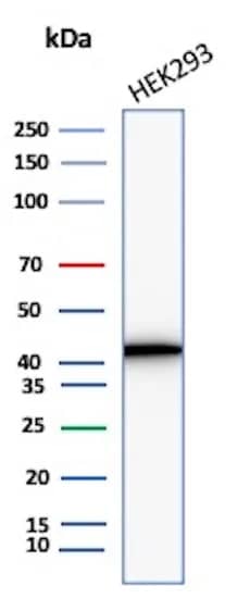Western Blot Analysis of HEK293 lysate using Creatine Kinase BB Antibody (CKBB/8310R) - Azide and BSA Free.