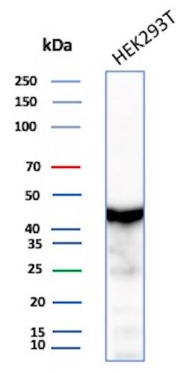 Western Blot Analysis of HEK293 lysate using Creatine Kinase BB Antibody (CKBB/8609R) - Azide and BSA Free.