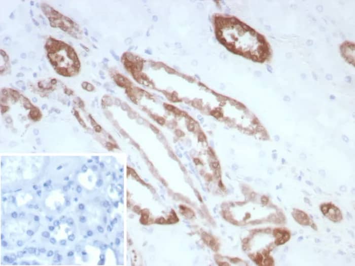 Formalin-fixed, paraffin-embedded human kidney stained with Creatine Kinase BB Antibody (CKBB/8840R) - Azide and BSA Free. Inset: PBS instead of primary antibody; secondary only negative control.