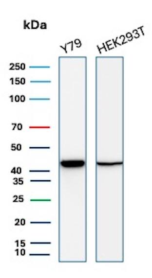 Western blot analysis of Y79 and HEK293T lysates using Creatine Kinase BB Antibody (CKBB/8840R) - Azide and BSA Free. 