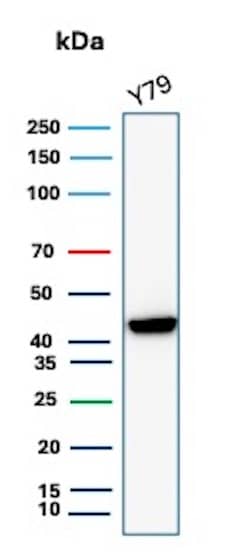 Western blot analysis of Y79 cell lysate using Creatine Kinase BB Antibody (CKBB/8843R) - Azide and BSA Free.