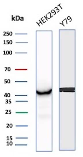 Western Blot Analysis of HEK293T, Y79 cell lysate using Creatine Kinase BB Antibody (CKBB/8843R) - Azide and BSA Free.