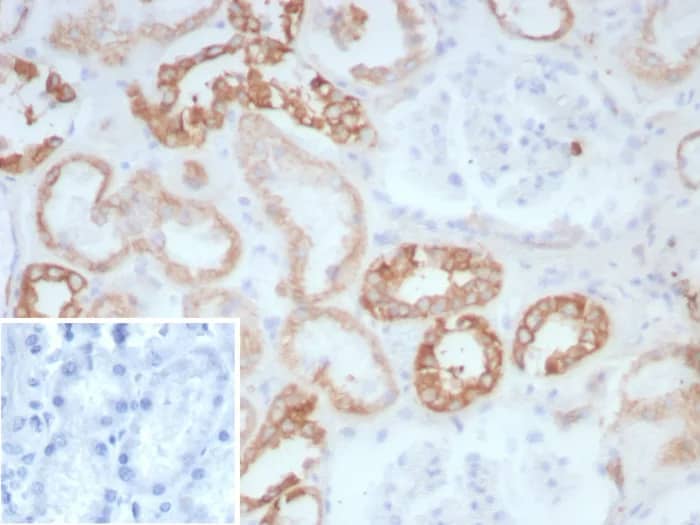 Formalin-fixed, paraffin-embedded human kidney stained with Collagen II Antibody (COL2A1/8882R) - Azide and BSA Free. Inset: PBS instead of primary antibody; secondary only negative control.