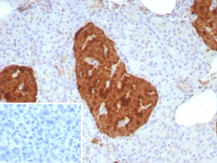 Formalin-fixed, paraffin-embedded human pancreas stained with Enolase 2/Neuron-specific Enolase Antibody (rENO/8857) - Azide and BSA Free. Inset: PBS instead of primary antibody; secondary only negative control.