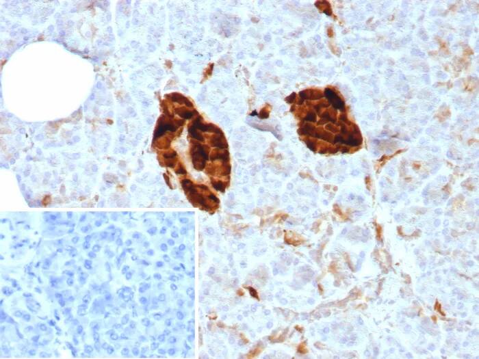 Formalin-fixed, paraffin-embedded human pancreas stained with Enolase 2/Neuron-specific Enolase Antibody (ENO/8614R) - Azide and BSA Free. Inset: PBS instead of primary antibody; secondary only negative control.