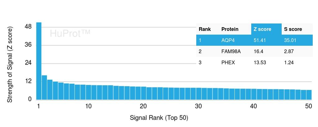 Analysis of Protein Array containing more than 19,000 full-length human proteins using Aquaporin-4 Antibody (AQP4/3323) - Azide and BSA Free.