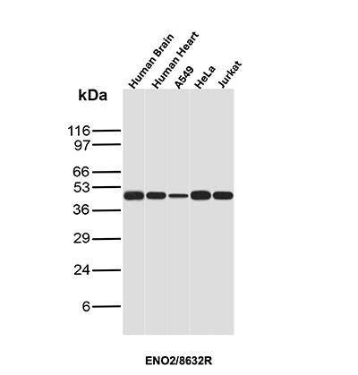 Western Blot Analysis of human brain, human heart, A549, HeLa and Jurkat lysates of different species using Enolase 2/Neuron-specific Enolase Antibody (ENO/8632R) - Azide and BSA Free.
