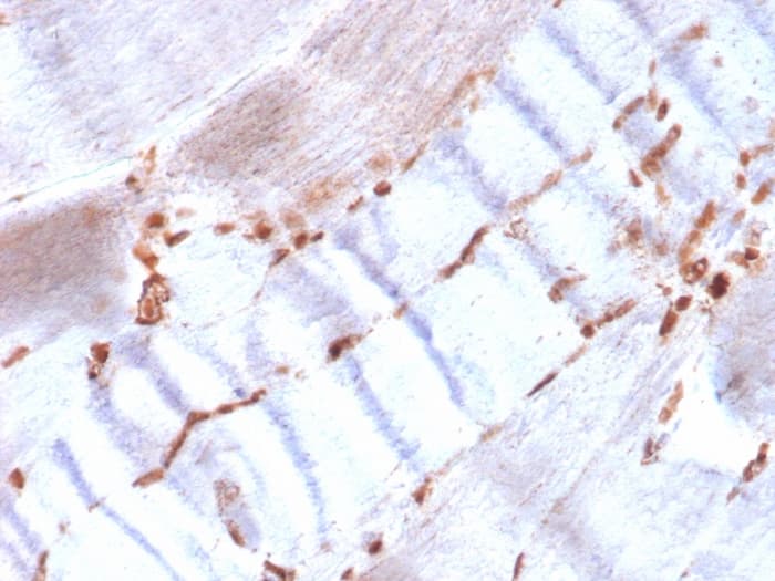 Formalin-fixed, paraffin-embedded human skeletal muscle stained with alpha-Smooth Muscle Actin Antibody (ACTA2/1614R) - Azide and BSA Free.