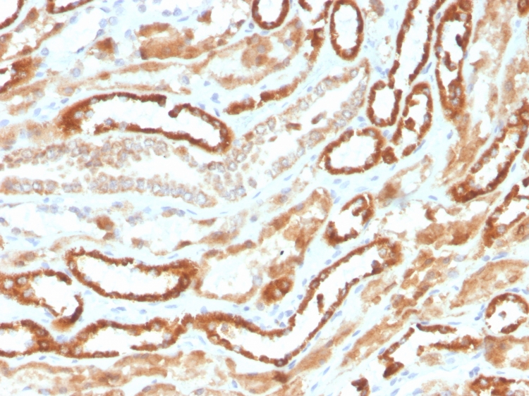 Formalin-fixed, paraffin-embedded human kidney stained with Erythropoietin/EPO Antibody (rEPO/1367) - Azide and BSA Free.