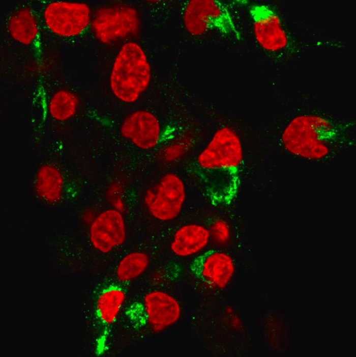 Immunofluorescence analysis of human HeP-G2 cells labeled with Albumin Recombinant Rabbit Monoclonal Antibody (ALB/6413R) followed by goat anti-mouse IgG-CF488 (green). Counterstained with Albumin Antibody (ALB/6413R) - Azide and BSA Free.
