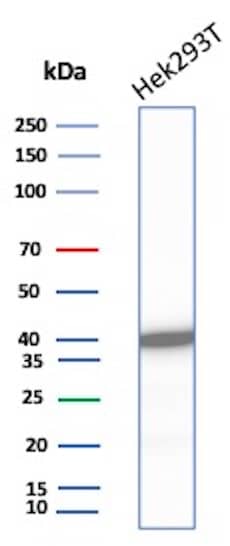 Western Blot Analysis of HEK293T cell lysate using Creatine Kinase BB Antibody (rCKBB/8841) - Azide and BSA Free.