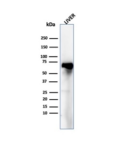 Western blot analysis of human liver tissue lysate using Albumin Antibody (ALB/6409R) - Azide and BSA Free.