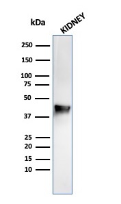 Western Blot Analysis of human kidney tissue lysate using alpha-Methylacyl-CoA Racemase/AMACR Antibody (rAMACR/1864) - Azide and BSA Free.
